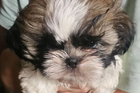 Shih Tzu - śliczna tri color, Śląskie, Częstochowa
