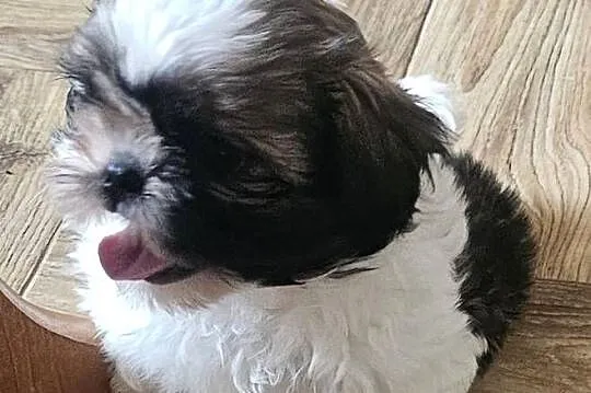 Shih Tzu - śliczna tri color, Śląskie, Częstochowa
