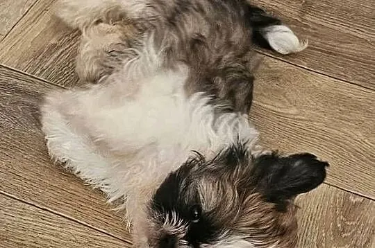 Shih Tzu - śliczna tri color, Śląskie, Częstochowa