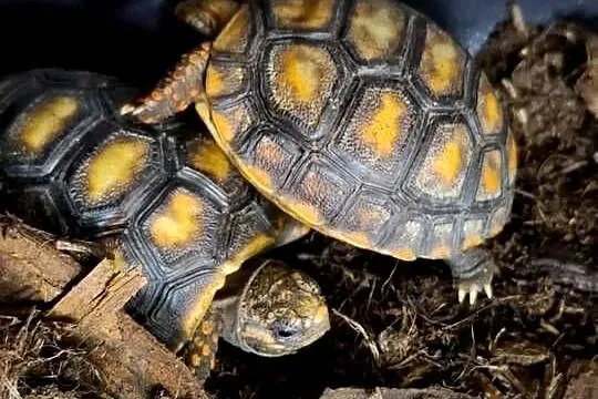 Żabuti czarny (Chelonoidis carbonarius)