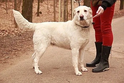 Beza w typie labradora czeka na domek
