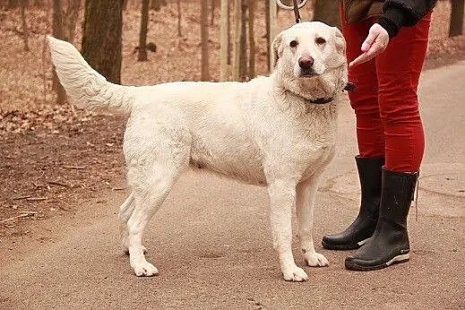 Beza w typie labradora czeka na domek