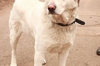 Beza w typie labradora czeka na domek