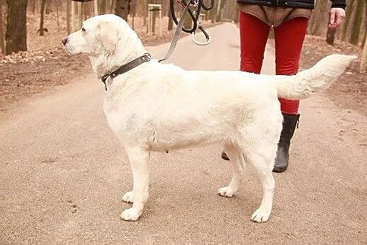 Beza w typie labradora czeka na domek