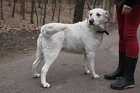 Beza w typie labradora czeka na domek