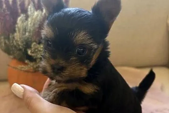 Ostatnia kruszynka XXS York Mini Miniaturowa kruszynka Yorkshire Terrier Su