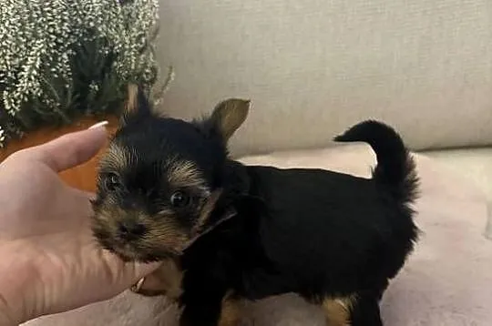 Ostatnia kruszynka XXS York Mini Miniaturowa kruszynka Yorkshire Terrier Su, Śląskie, Ruda Śląska