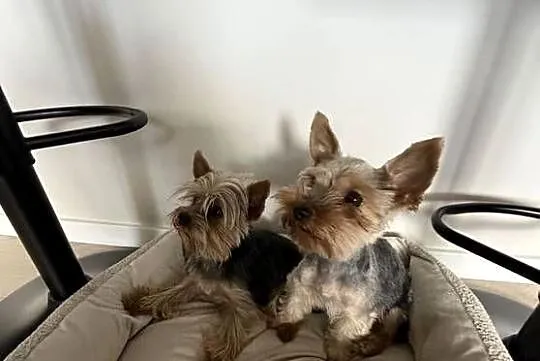 Ostatnia kruszynka XXS York Mini Miniaturowa kruszynka Yorkshire Terrier Su, Śląskie, Ruda Śląska
