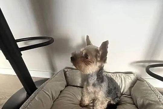 Ostatnia kruszynka XXS York Mini Miniaturowa kruszynka Yorkshire Terrier Su, Śląskie, Ruda Śląska