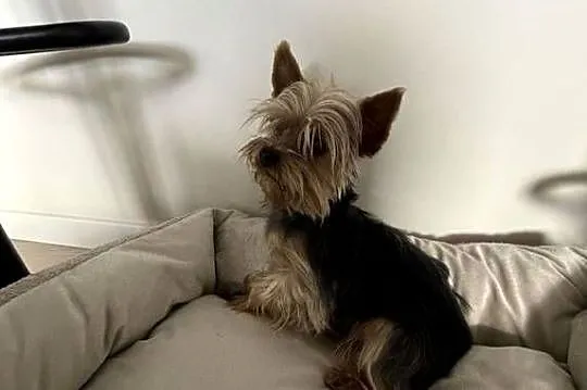 Ostatnia kruszynka XXS York Mini Miniaturowa kruszynka Yorkshire Terrier Su, Śląskie, Ruda Śląska