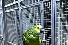 Amazonka