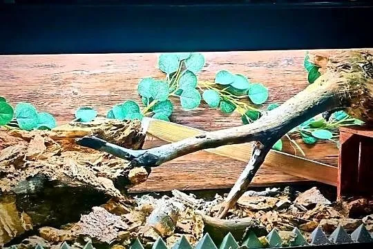 Składane terrarium, Aqua, , Luca, , 121 x 41 x55 cm, Śląskie, Katowice