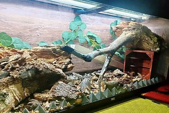 Składane terrarium, Aqua, , Luca, , 121 x 41 x55 cm, Śląskie, Katowice