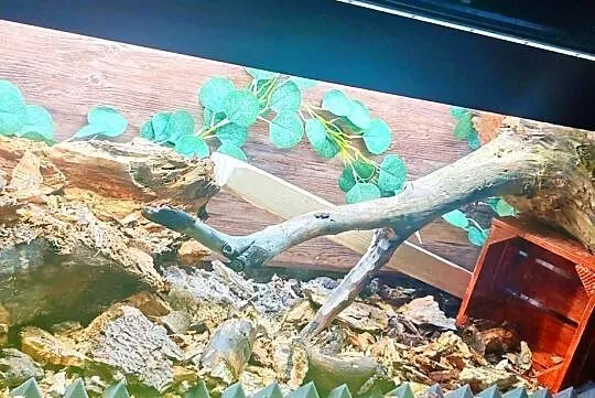 Składane terrarium, Aqua, , Luca, , 121 x 41 x55 cm, Śląskie, Katowice