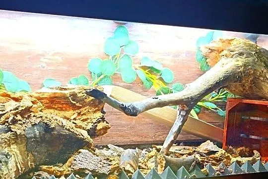 Składane terrarium, Aqua, , Luca, , 121 x 41 x55 cm, Śląskie, Katowice