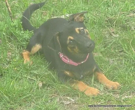 Nesti - 6 kg psiego szczęścia, mazowieckie Warsza