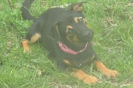 Nesti - 6 kg psiego szczęścia,  mazowieckie Warsza