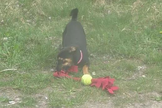 Nesti - 6 kg psiego szczęścia,  mazowieckie Warsza