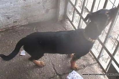 Nesti - 6 kg psiego szczęścia,  mazowieckie Warsza