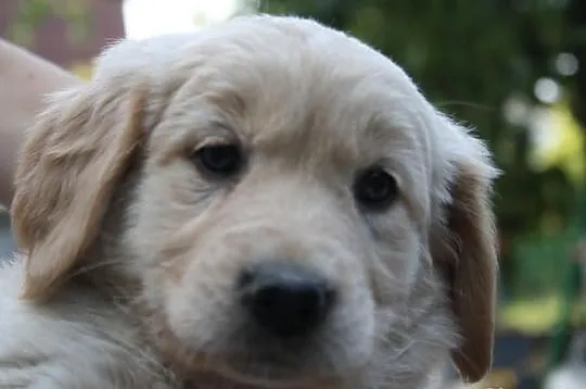 Szczeniaki Golden Retriever!