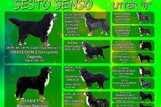Berneński Pies Pasterski - Piesek BOSS Sesto Senso