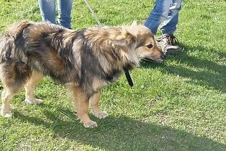 Nutka, porzucona, cudowna sunia czeka na domek,  m