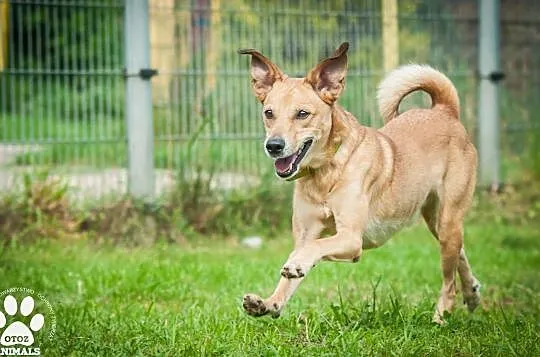 OTOZ Animals - Kortez - energiczny, fajny psiak czeka na swoją szanse!, Pomorskie, Tczew