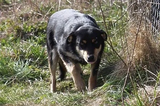 Freja-daj jej szanse a nie zawiedziesz sie,  podla