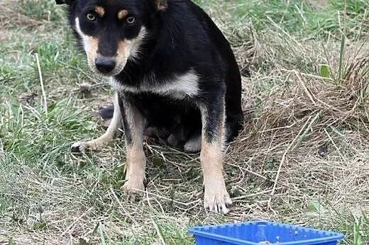 Freja-daj jej szanse a nie zawiedziesz sie,  podla