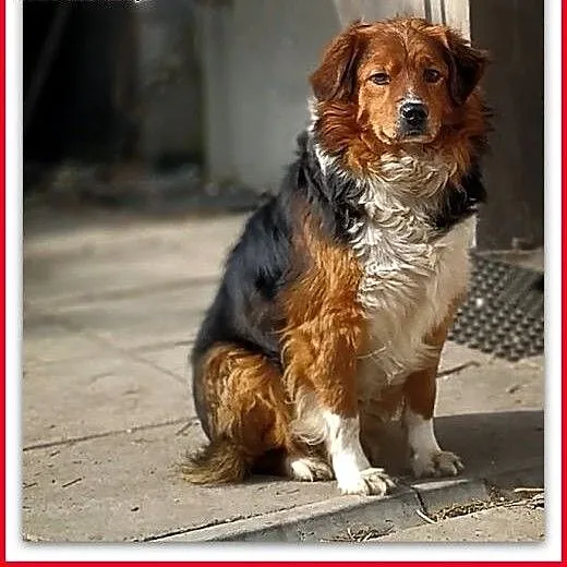 Kochany,najwierniejszy,przyjazny,średni,szczepiony piesek DANY.ADOPCJA, śląskie Katowice, Śląskie, Katowice