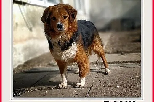 Kochany,najwierniejszy,przyjazny,średni,szczepiony piesek DANY.ADOPCJA,  śląskie Katowice, Śląskie, Katowice