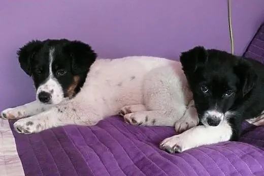3 miesięczne szczeniaki szukają kochającego domu ,