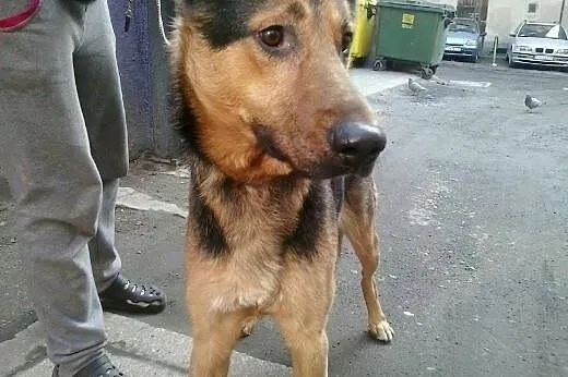 Psiak w typie owczarka krótkowłosego, do pilnej adopcji,  dolnośląskie Wrocław