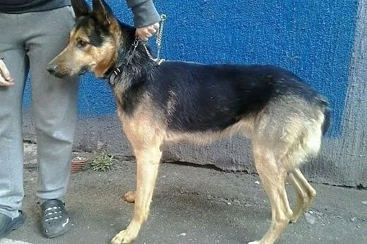 Psiak w typie owczarka krótkowłosego, do pilnej ad