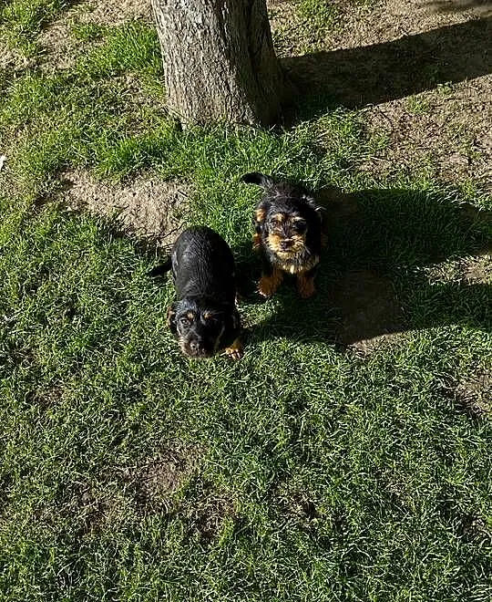 Szczeniaki Mieszańce Cocker Spaniel, Podkarpackie, Dębica