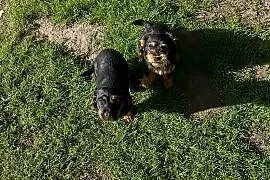 Szczeniaki Mieszańce Cocker Spaniel