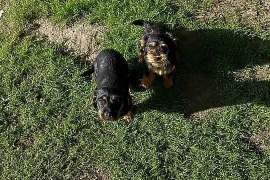 Szczeniaki Mieszańce Cocker Spaniel, Podkarpackie, Dębica