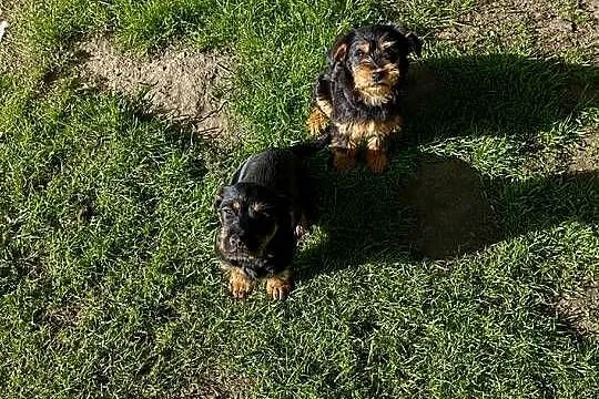 Szczeniaki Mieszańce Cocker Spaniel, Podkarpackie, Dębica