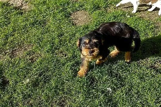 Szczeniaki Mieszańce Cocker Spaniel, Podkarpackie, Dębica