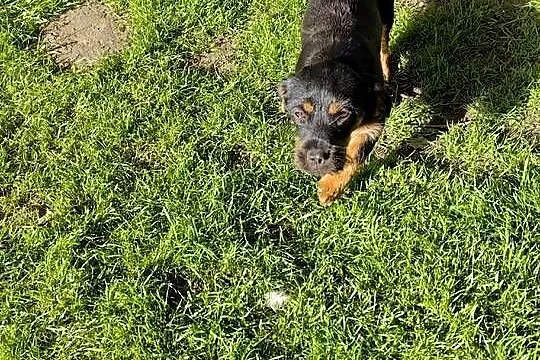 Szczeniaki Mieszańce Cocker Spaniel, Podkarpackie, Dębica