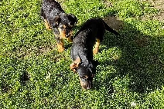Szczeniaki Mieszańce Cocker Spaniel, Podkarpackie, Dębica