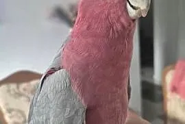 Kakadu różowa