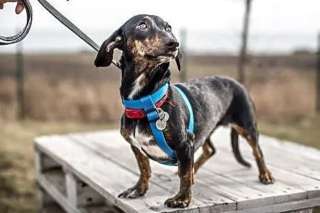 Młoda Kuleczka do adopcji! :),  mazowieckie Warszawa, Mazowieckie, Warszawa