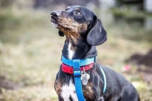 Młoda Kuleczka do adopcji! :),  mazowieckie Warszawa, Mazowieckie, Warszawa