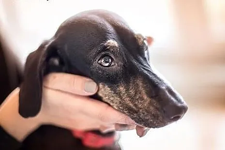 Młoda Kuleczka do adopcji! :),  mazowieckie Warszawa, Mazowieckie, Warszawa