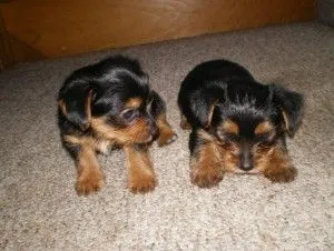 Urocze szczenięta Yorkshire Terrier dla każdego nowego domu