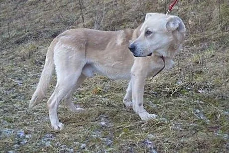 Asko: szkielet z łańcucha do adopcji,  warmińsko-mazurskie Olsztyn