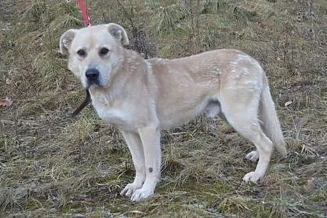 Asko: szkielet z łańcucha do adopcji,  warmińsko-m