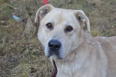 Asko: szkielet z łańcucha do adopcji,  warmińsko-m
