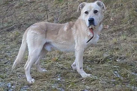 Asko: szkielet z łańcucha do adopcji,  warmińsko-m